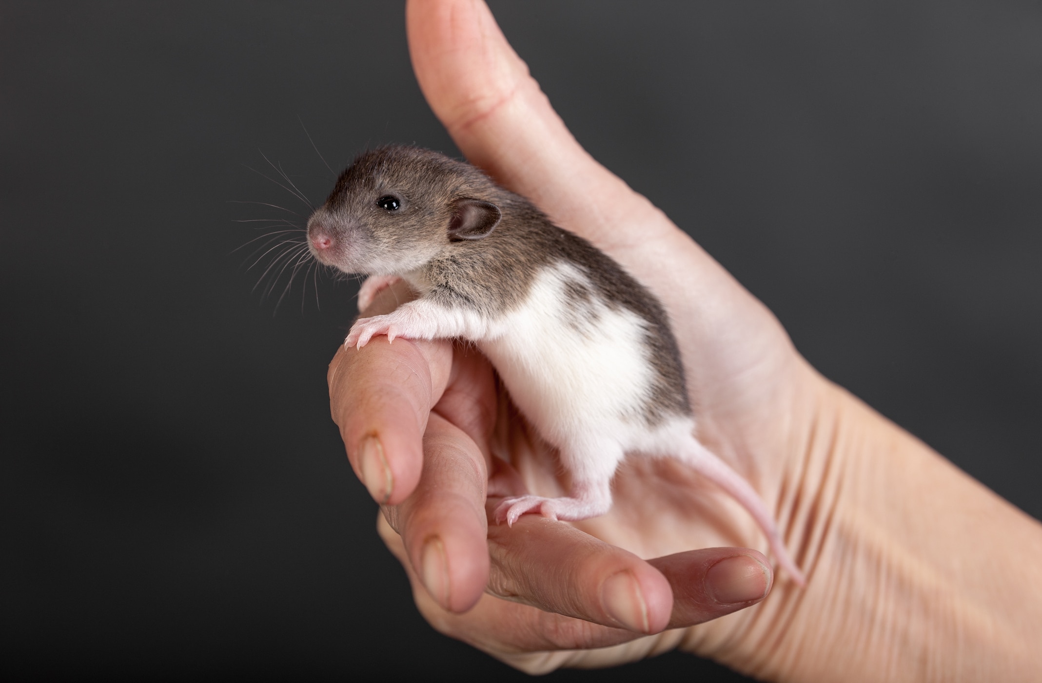 How Long Do Rats Live? PetMD